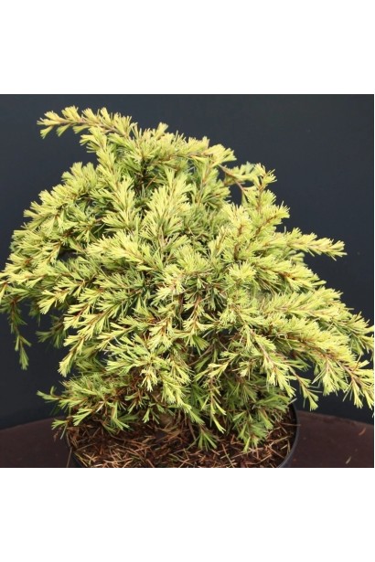 Кедр гімалайський Лайм Глоу